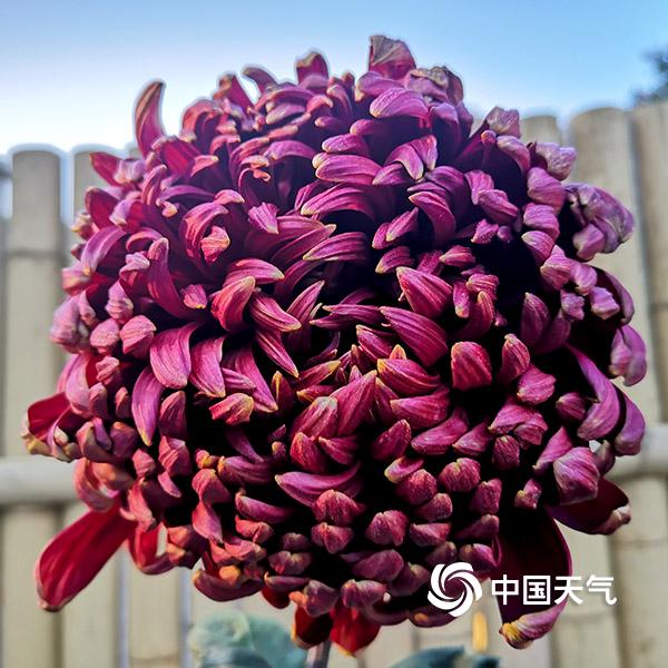 贵阳小车河 秋赏菊之美