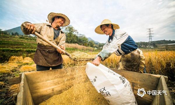 贵州大方：农户抢晴收晚稻 田间正是农忙时