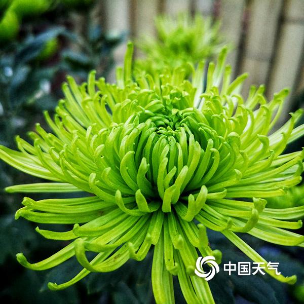 贵阳小车河 秋赏菊之美