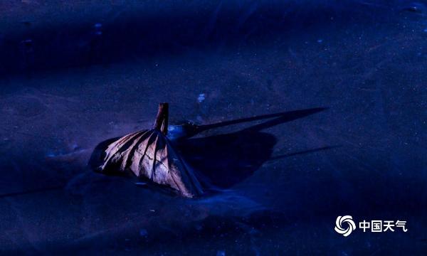 哈尔滨松花江畔残荷展冬韵