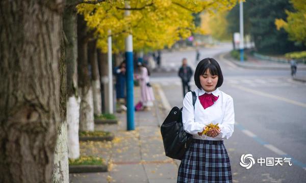 重庆大学迎来最美季节 校园一片金黄