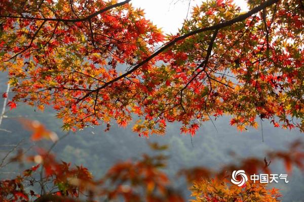 湖南武陵源：色彩斑斓秋色美