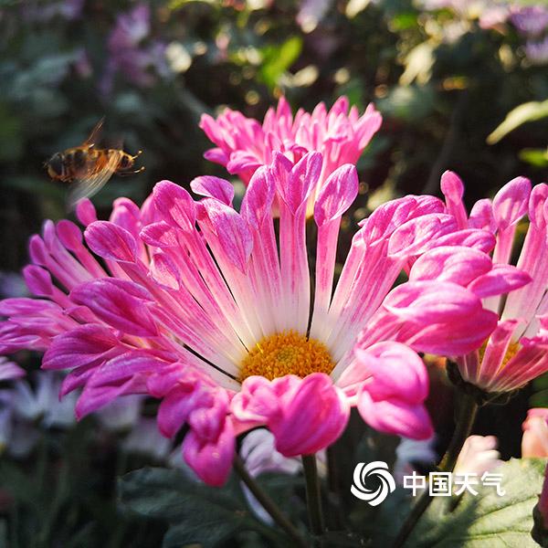 贵阳小车河 秋赏菊之美