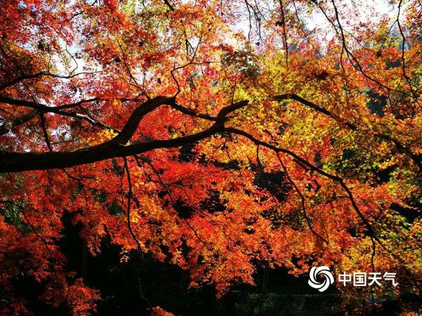最美深秋：红枫丛林染 烂漫莫干山
