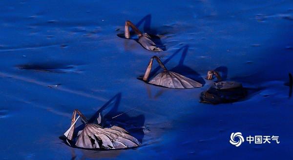 哈尔滨松花江畔残荷展冬韵