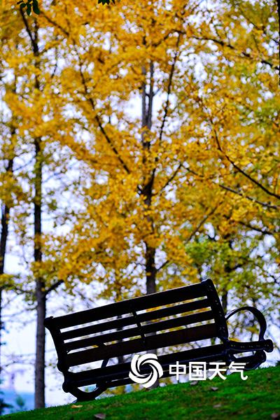 重庆中央公园银杏林一片金黄 吸引游客驻足拍照