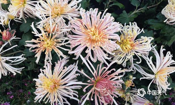 贵阳小车河 秋赏菊之美