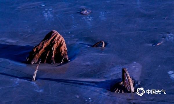 哈尔滨松花江畔残荷展冬韵