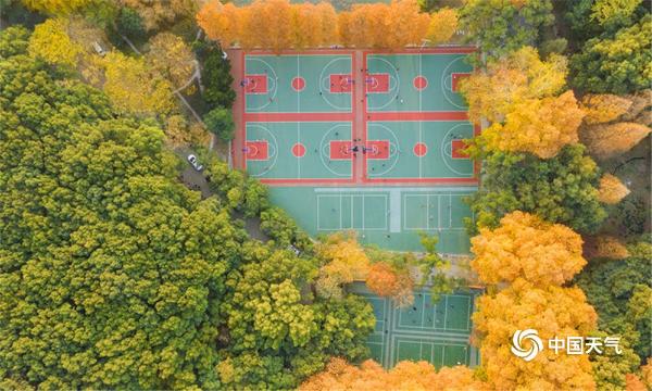 俯瞰武汉大学：层林尽染 秋色迷人