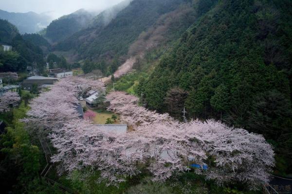 日本樱花季住宿多少钱？日本樱花季住宿推荐