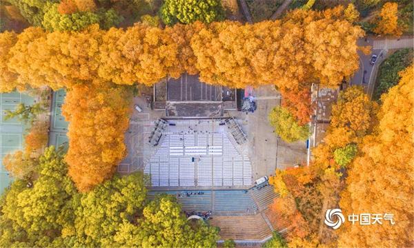 俯瞰武汉大学：层林尽染 秋色迷人