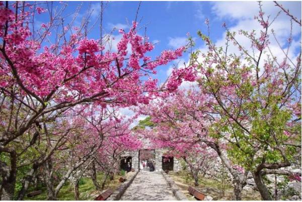 冲绳樱花什么时候开？冲绳樱花季2019