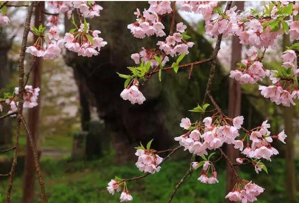 冲绳樱花什么时候开？冲绳樱花季2019