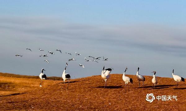 扎龙保护区丹顶鹤蓝天下展翅翱翔