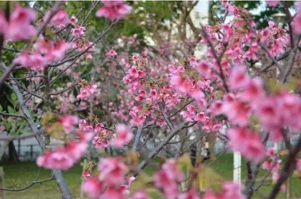冲绳樱花什么时候开？冲绳樱花季2019