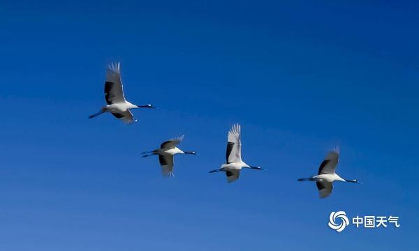 扎龙保护区丹顶鹤蓝天下展翅翱翔