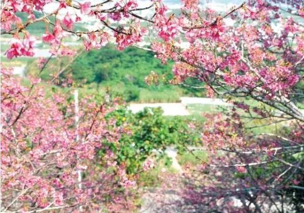 冲绳樱花什么时候开？冲绳樱花季2019