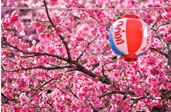 冲绳樱花什么时候开？冲绳樱花季2019