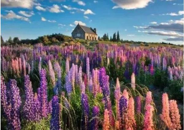 新西兰鲁冰花观赏地点，新西兰鲁冰花几月开