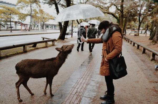 日本关西冬季旅游攻略，2019日本关西自由行攻略