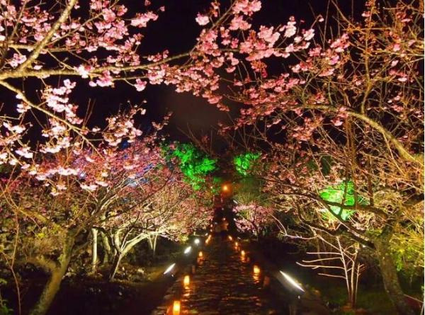 冲绳樱花什么时候开？冲绳樱花季2019