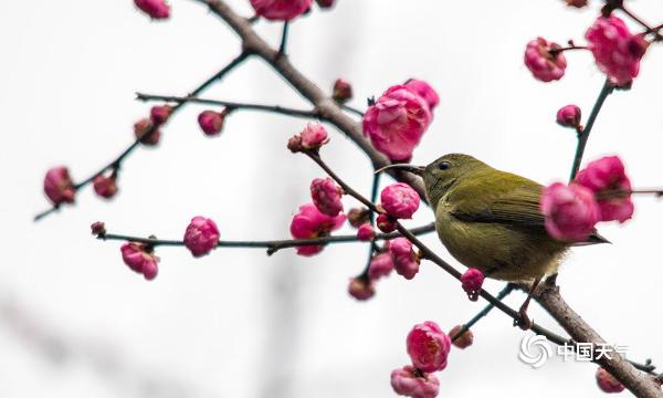 重庆红梅绽放迎新年