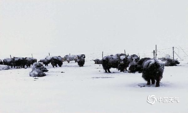 青海曲麻莱县突降大雪 积雪10厘米交通畜牧受影响