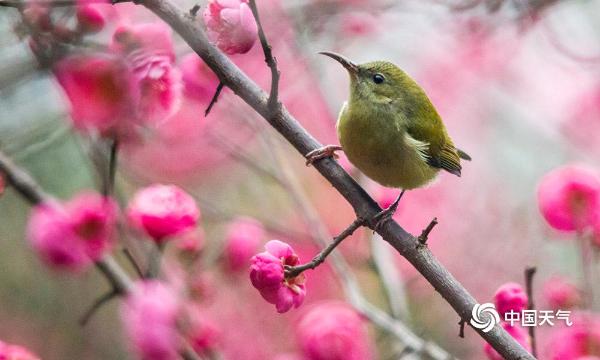 重庆红梅绽放迎新年