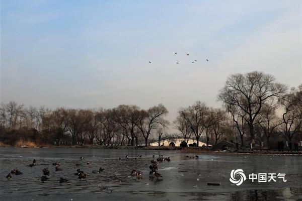 北京玉渊潭鸳鸯戏水