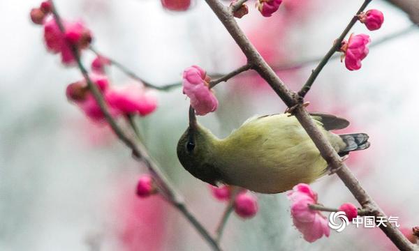 重庆红梅绽放迎新年