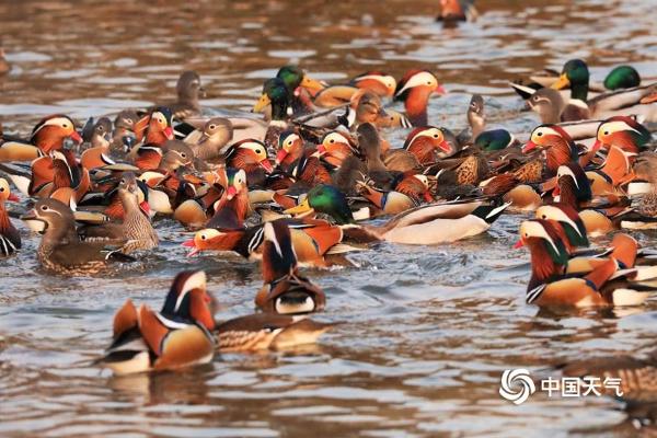 北京玉渊潭鸳鸯戏水