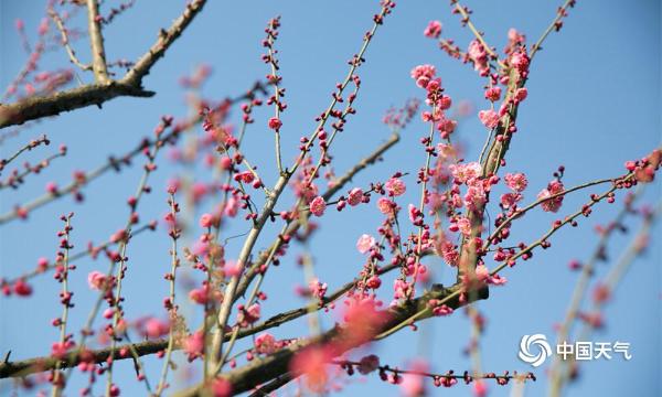 贵州大方寒梅芬芳引客来