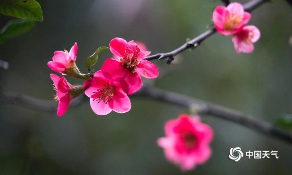 重庆天渐暖 海棠花悄然开放-图片频道-中国天气网