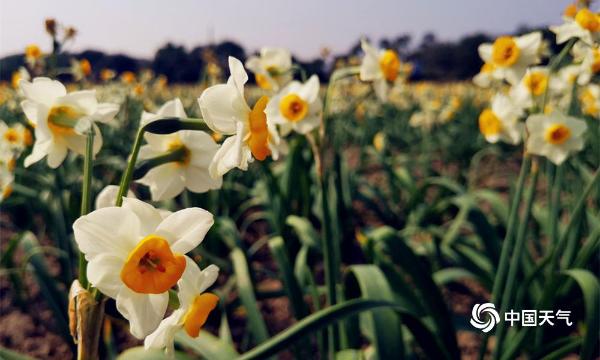 福建漳州“水仙花海”醉游人