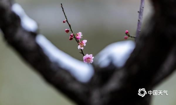 重庆南川红梅傲雪枝头俏