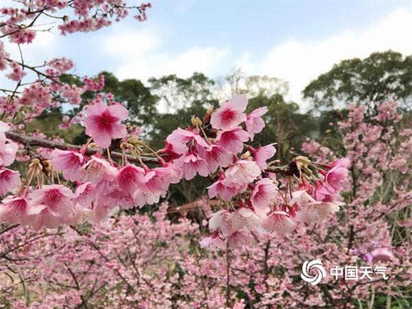 福州阳光明媚 山樱花悄然盛放