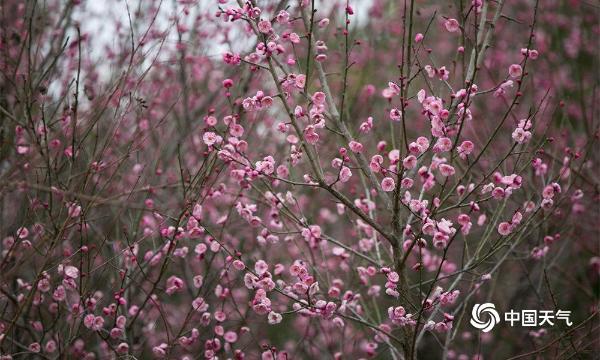 春节临近 贵州毕节梅花开