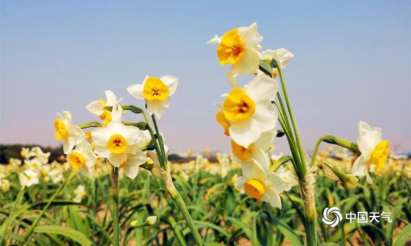 福建漳州“水仙花海”醉游人