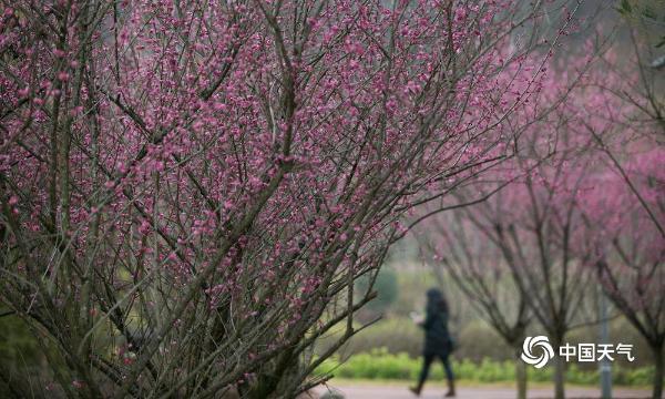 春节临近 贵州毕节梅花开