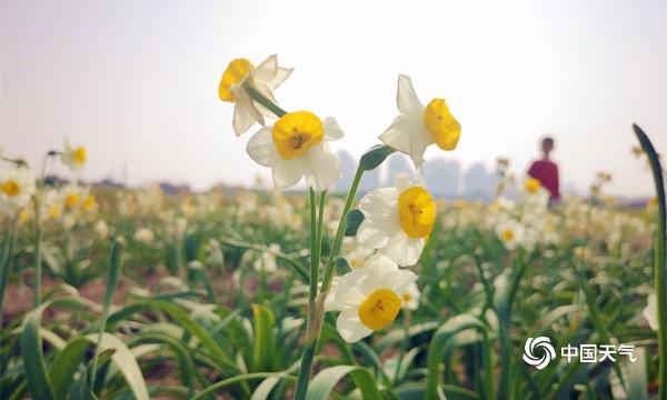 福建漳州“水仙花海”醉游人