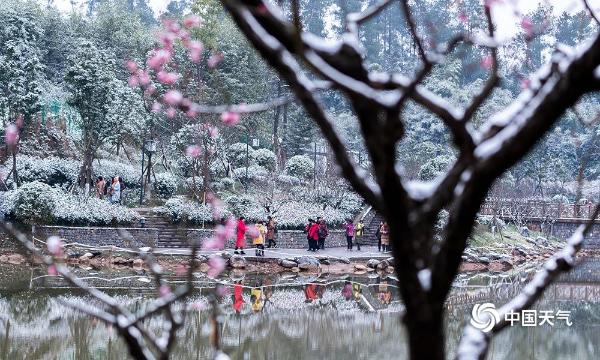重庆南川红梅傲雪枝头俏