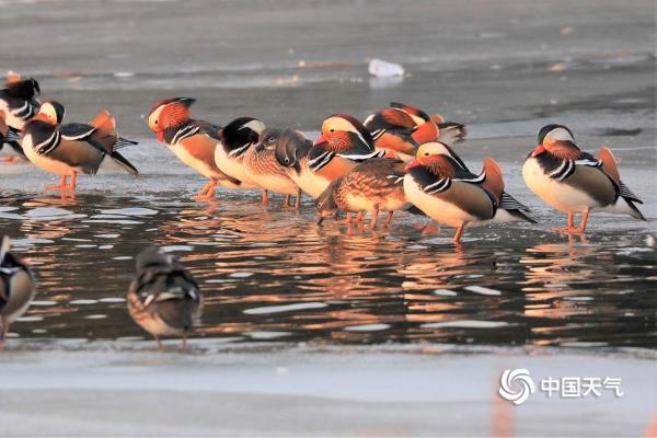 北京玉渊潭鸳鸯戏水