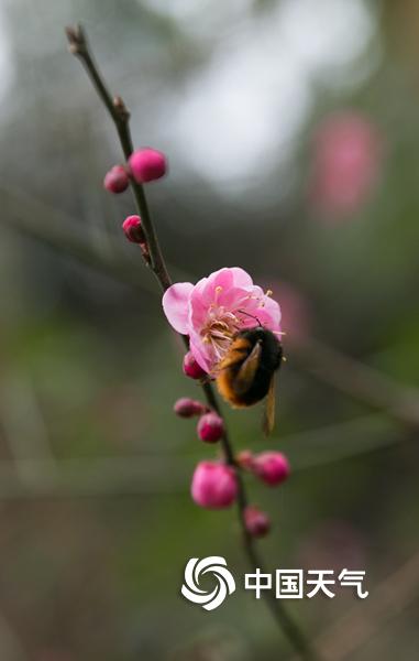春节临近 贵州毕节梅花开