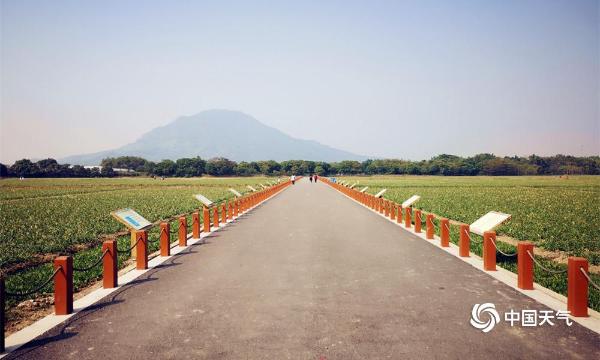 福建漳州“水仙花海”醉游人