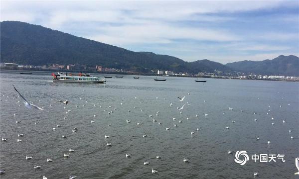 海鸥迁徙昆明海埂大坝温暖过冬