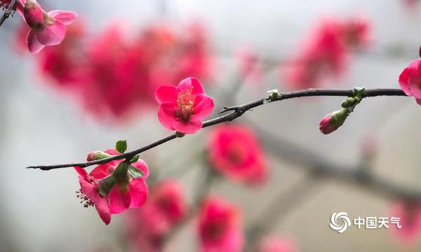 重庆天渐暖 海棠花悄然开放-图片频道-中国天气网