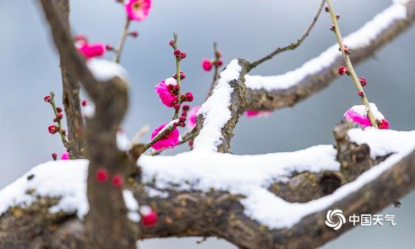 重庆南川红梅傲雪枝头俏
