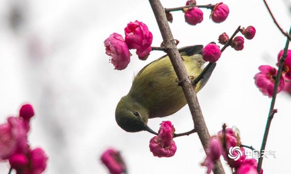 重庆红梅绽放迎新年