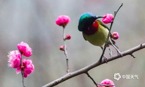 重庆红梅绽放迎新年