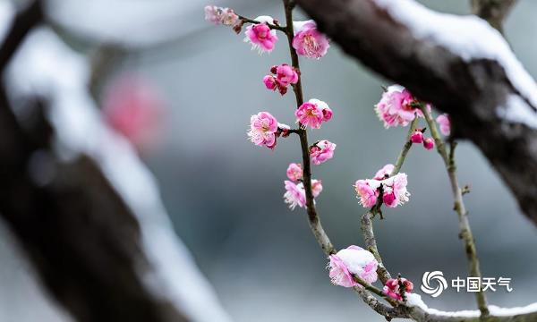 重庆南川红梅傲雪枝头俏